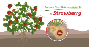 Benefits of KNO3-based fertilizers in strawberry crops