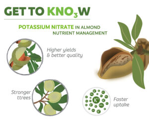 Get to know potassium nitrate in almond nutrient management