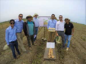 Qrop® KS increased farmers income in coastal potato in Peru