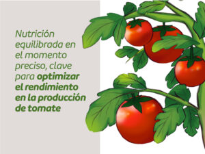 La elección correcta en la producción de tomate