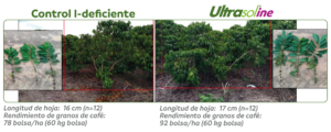 La aplicación de Ultrasol®ine K Plus – nitrato de potasio con yodo permitió altos rendimientos de granos de café Conilon de buena calidad bajo fertirrigación cultivados en condiciones de alta temperatura y sequía en el estado brasileño de Bahía