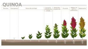 Fases fenológicas de la quinoa y sus requerimientos nutricionales