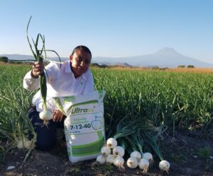 México: Fórmulas Ultrasol® Cebolla para etapas específicas triplican los beneficios incrementando la proporción de cebollas de gran tamaño de un 46% a 66%