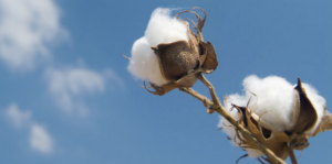 Foliar Speedfol® Kali SP increased cotton Lint Yield (+28%) and net income (+157%) in Mexico