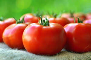 Manejo de nutrición del tomate