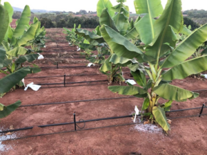Banana en Sudáfrica: el beneficio neto aumentó hasta un 19% con la aplicación de KNO3