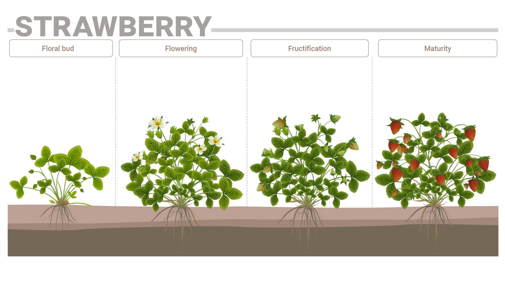 strawberry-phenological-phases-and-their-nutrition-requirements-sqm