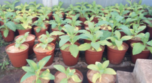 Los productores de tabaco de Zimbabue comienzan a adoptar el uso de nitrato de potasio como aplicación de cobertera