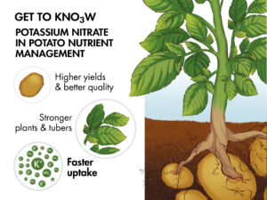 Get to know potassium nitrate in potato nutrient management