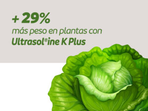 The application of Ultrasol®ine K plus helps to improve the growth of green Lollo lettuce in hydroponic production in Iquique, Chile.