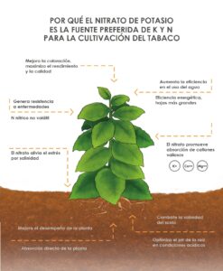¿Por qué el nitrato de potasio es el fertilizante preferido para el cultivo de tabaco?