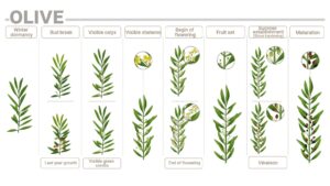 Olive phenological phases and their nutrition requirements