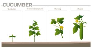 Cucumber phenological phases and their nutrition requirements