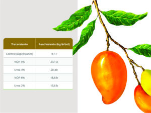 Aumento de rendimiento y calidad del mango mediante aplicaciones foliares de Nitrato de Potasio