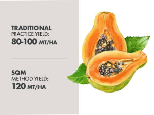 Improved culture of papaya in the west coast of Mexico with Ultrasol® Papaya