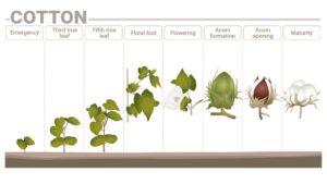 Cotton phenological phases and their nutrition requirements