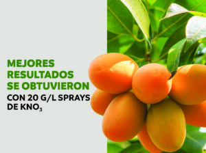 Nitrato de potasio indujo la floración en brotes de mango “Carabao” en diferentes estados de maduración