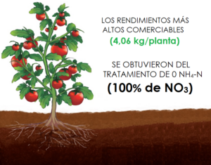 Baja relación de amonio/nitrato para rendimientos altos y alta calidad de fruta de tomate