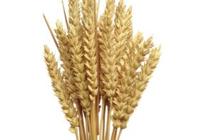 Aumento de 19% del rendimiento en cebada con aplicaciones de Qrop® K Plus y Speedfol® Cereal SP