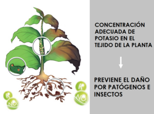 El nitrato de potasio aumenta la tolerancia de los cultivos a plagas y enfermedades