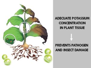 Potassium nitrate: boosts tolerance to pests and diseases