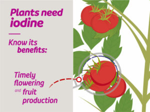 Plants Need iodine.