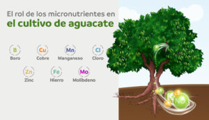 El rol de los micronutrientes en el cultivo de aguacate