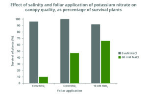 Foliar applied potassium nitrate is more effective on canopy quality than soil application in saline conditions