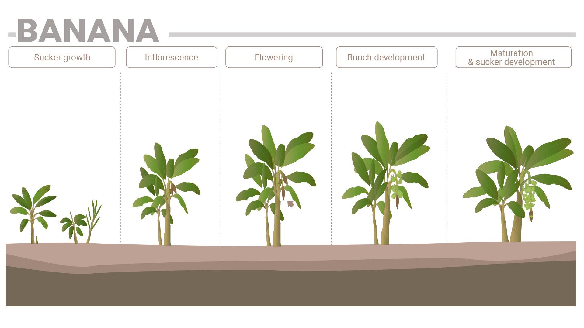 Banana Phenological Phases And Their Nutrition Requirements Sqm Specialty Plant Nutrition 7549