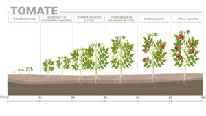 Fases fenológicas del tomate y sus requerimientos nutricionales
