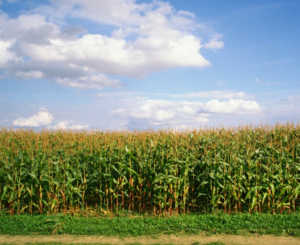 Allganic® Nitrogen Plus helps to increase organic corn yield