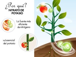 Por qué el nitrato de potasio es la fuente preferida de K y N para el crecimiento de las plantas