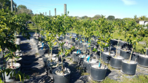 Application of Ultrasol®ine K Plus resulted in improved root development and NDVI rating of plants grown in sand medium in Florida