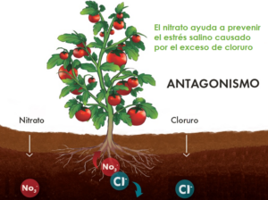 ¿Por qué usar KNO3 previene y alivia la salinización del suelo?