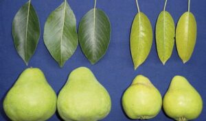 Symptoms of potassium deficiency in pear trees