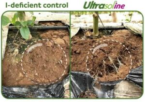 14% higher yield for export by better root development and a lower incidence of blossom end rot in Capsicum pepper with Ultrasol®ine K Plus (Potassium Nitrate with Iodine)