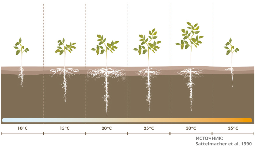 Качество семян и развитие корневой системы картофеля - SQM Specialty PlantNutrition