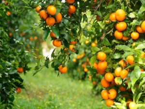 Potassium nitrate sprays improved leaf K content, fruit size and peel thickness of clementines