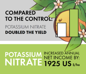 Potassium nitrate sprays doubled the yield of citrus trees affected by HLB