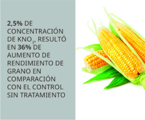 Aplicación de nitrato de potasio foliar superó a otras fuentes de K en términos de rendimiento de grano de maíz
