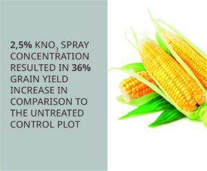 Foliar applied potassium nitrate outperformed other K sources in terms of maize grain yield