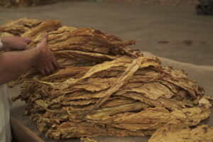 Mayor de margen bruto de tabaco en México resultó de tratamientos de Nutrición Vegetal de Especialidad