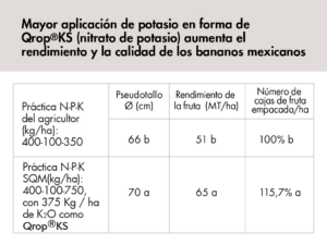 Mayor uso de Qrop® KS aumenta rendimiento y calidad de la banana mexicana