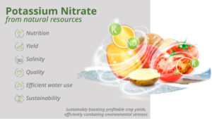 The 6 main benefits of Potassium Nitrate