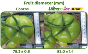 Un 11% más de rendimiento de fruta en toda la temporada, vinculado con un mejor desarrollo de las raíces en un cultivo de tomates de ensalada, con aplicación de Ultrasol®ine K Plus
