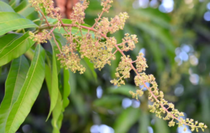 El nitrato de potasio aplicado foliarmente al 2% y 5% indujo la floración y mejoró el rendimiento en árboles de mango ‘Chok Anan’