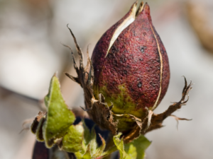 Aplicación de nitrato de potasio foliar estimuló desarrollo de yemas florales en algodón