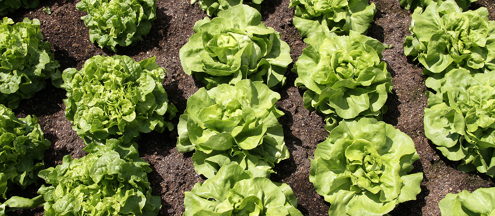 SPECIALTY PLANT NUTRITION: Potassium nitrate experience in lettuce