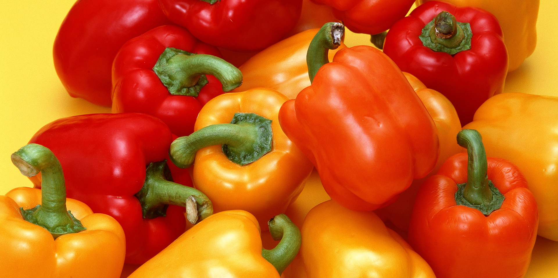 Greenhouse bell peppers:  raising the mark in Querétaro