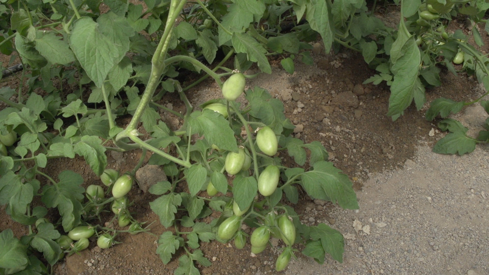 SPN in the Field – Effects of salinity in Tomato greenhouse – Greece